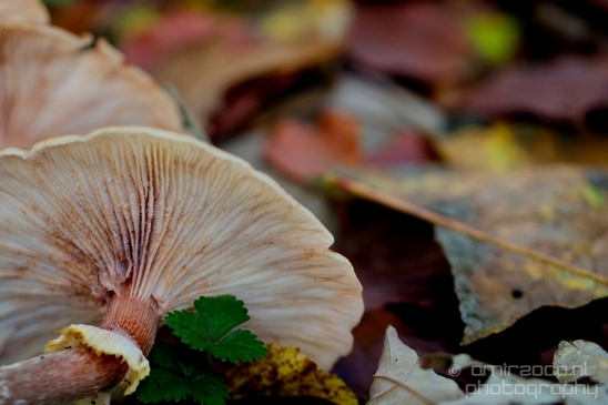 Mushrooms_macro_nature_fall_autumn_scenery_Photography_015_Canon_EOS_5D_Mark_IV.JPG