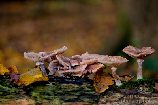 Mushrooms_macro_nature_fall_autumn_scenery_Photography_016_Canon_EOS_5D_Mark_IV.JPG