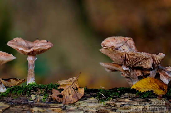 Mushrooms_macro_nature_fall_autumn_scenery_Photography_017_Canon_EOS_5D_Mark_IV.JPG