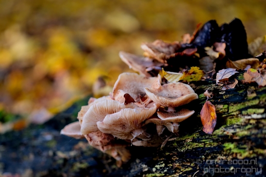 Mushrooms_macro_nature_fall_autumn_scenery_Photography_018_Canon_EOS_5D_Mark_IV.JPG
