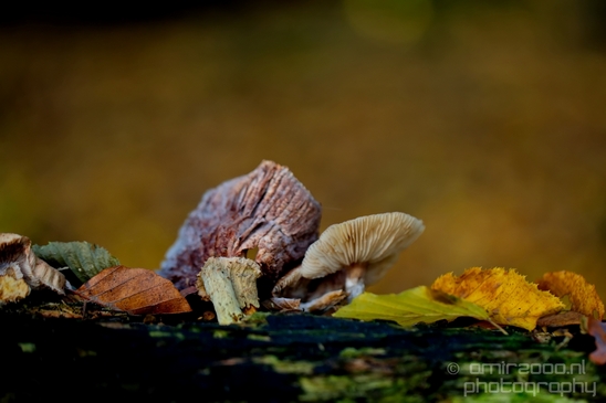 Mushrooms_macro_nature_fall_autumn_scenery_Photography_020_Canon_EOS_5D_Mark_IV.JPG