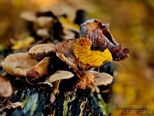 Mushrooms_macro_nature_fall_autumn_scenery_Photography_021_Canon_EOS_5D_Mark_IV.JPG