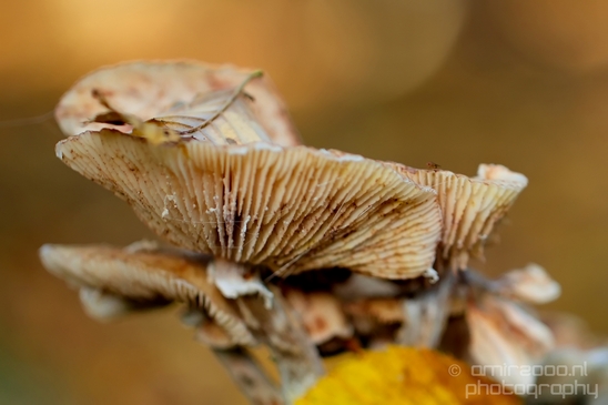 Mushrooms_macro_nature_fall_autumn_scenery_Photography_022_Canon_EOS_5D_Mark_IV.JPG