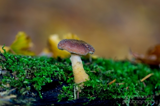 Mushrooms_macro_nature_fall_autumn_scenery_Photography_023_Canon_EOS_5D_Mark_IV.JPG