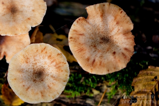 Mushrooms_macro_nature_fall_autumn_scenery_Photography_024_Canon_EOS_5D_Mark_IV.JPG
