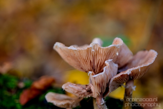 Mushrooms_macro_nature_fall_autumn_scenery_Photography_025_Canon_EOS_5D_Mark_IV.JPG