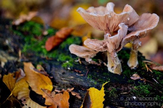 Mushrooms_macro_nature_fall_autumn_scenery_Photography_026_Canon_EOS_5D_Mark_IV.JPG
