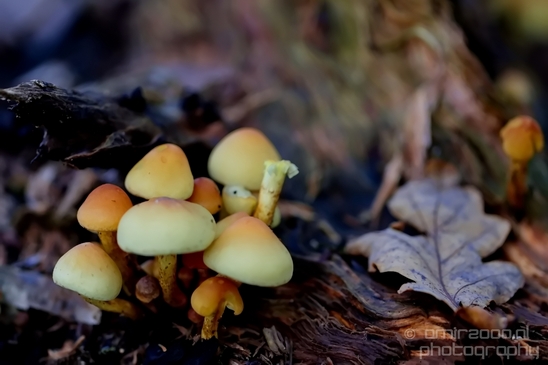Mushrooms_macro_nature_fall_autumn_scenery_Photography_028_Canon_EOS_5D_Mark_IV.JPG