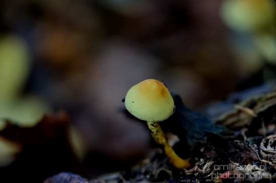 Mushrooms_macro_nature_fall_autumn_scenery_Photography_029_Canon_EOS_5D_Mark_IV.JPG