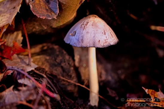 Mushrooms_macro_nature_fall_autumn_scenery_Photography_030_Canon_EOS_5D_Mark_IV.JPG