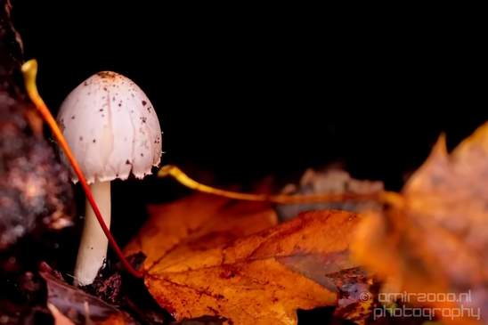Mushrooms_macro_nature_fall_autumn_scenery_Photography_031_Canon_EOS_5D_Mark_IV.JPG