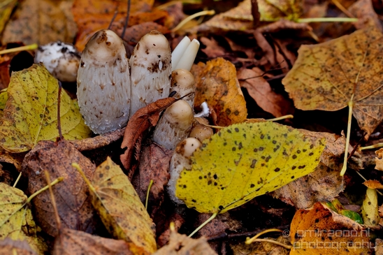 Mushrooms_macro_nature_fall_autumn_scenery_Photography_033_Canon_EOS_5D_Mark_IV.JPG
