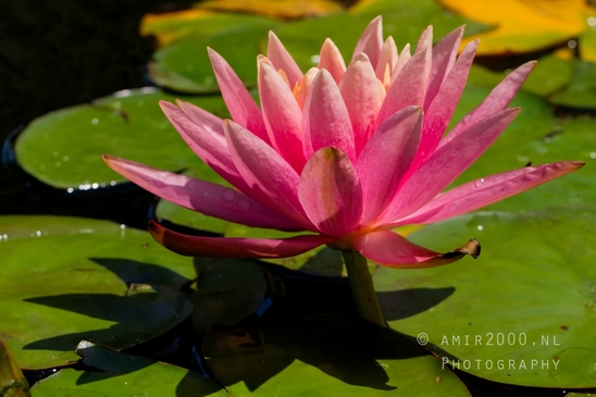 Nelumbo_nucifera_Lotus_macro_looking_at_flowers_nature_Photography_001_Canon_EOS_5D_Mark_IV.JPG