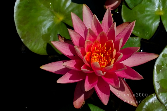 Nelumbo_nucifera_Lotus_macro_looking_at_flowers_nature_Photography_003_Canon_EOS_5D_Mark_IV.JPG