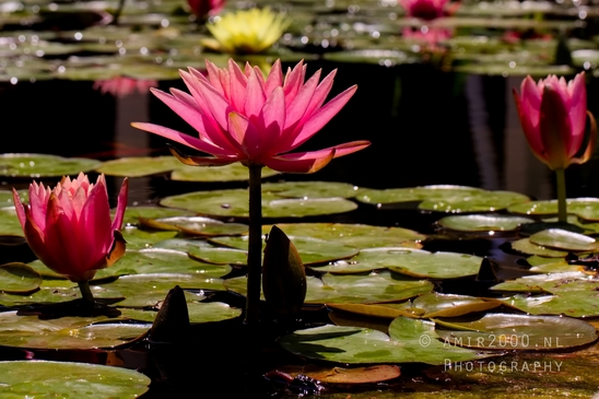 Nelumbo_nucifera_Lotus_macro_looking_at_flowers_nature_Photography_004_Canon_EOS_5D_Mark_IV.JPG