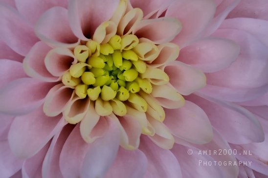 Pink_Dahlia_macro_looking_at_flowers_nature_Photography_001_Canon_EOS_5D_Mark_IV.JPG