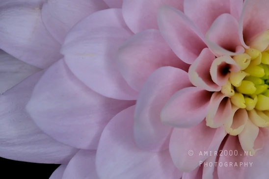Pink_Dahlia_macro_looking_at_flowers_nature_Photography_002_Canon_EOS_5D_Mark_IV.JPG