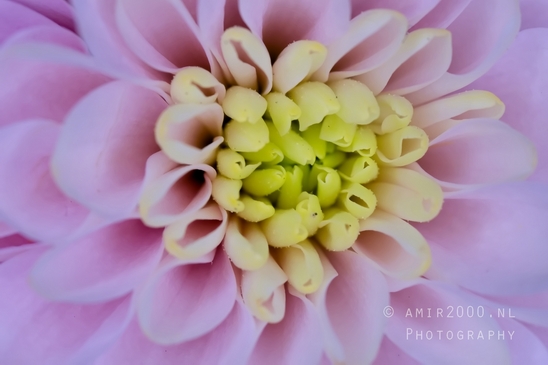 Pink_Dahlia_macro_looking_at_flowers_nature_Photography_003_Canon_EOS_5D_Mark_IV.JPG