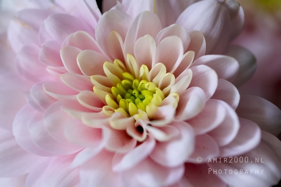 Pink_Dahlia_macro_looking_at_flowers_nature_Photography_004_Canon_EOS_5D_Mark_IV.JPG
