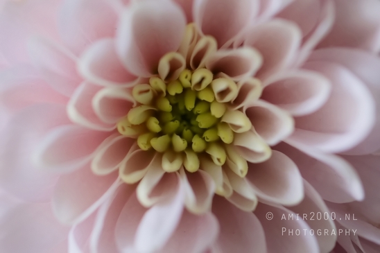 Pink_Dahlia_macro_looking_at_flowers_nature_Photography_005_Canon_EOS_5D_Mark_IV.JPG