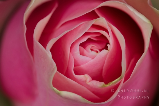 Pink_Rose_macro_looking_at_flowers_nature_Photography_001_Canon_EOS_5D_Mark_IV.JPG