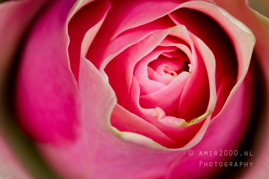 Pink_Rose_macro_looking_at_flowers_nature_Photography_002_Canon_EOS_5D_Mark_IV.JPG