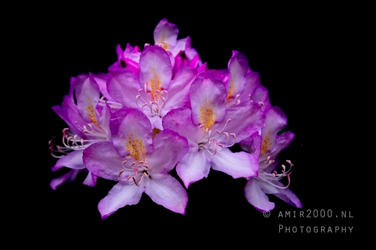 Rhododendron_macro_looking_at_flowers_nature_Photography_001_Canon_EOS_5D_Mark_IV.JPG