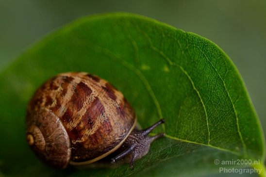 Snail_Gastropoda_nature_macro_Photography_001_Canon_EOS_5D_Mark_IV.JPG
