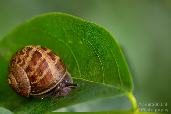 Snail_Gastropoda_nature_macro_Photography_002_Canon_EOS_5D_Mark_IV.JPG
