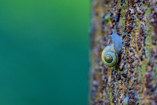 Snail_nature_macro_Photography_001_Canon_EOS_5D_Mark_IV.JPG