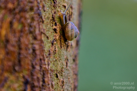 Snail_nature_macro_Photography_002_Canon_EOS_5D_Mark_IV.JPG