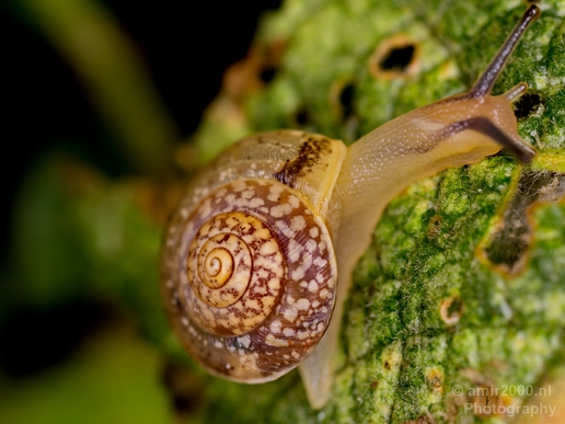 Snail_nature_macro_Photography_003_Canon_EOS_5D_Mark_IV.JPG