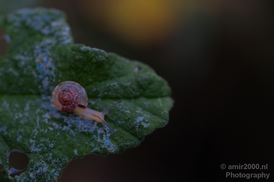 Snail_nature_macro_Photography_004_Canon_EOS_5D_Mark_IV.JPG