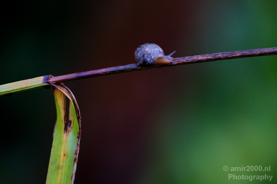 Snail_nature_macro_Photography_006_Canon_EOS_5D_Mark_IV.JPG