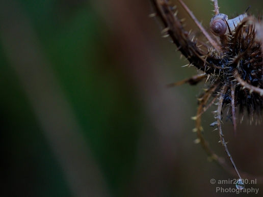 Snail_nature_macro_Photography_007_Canon_EOS_5D_Mark_IV.JPG