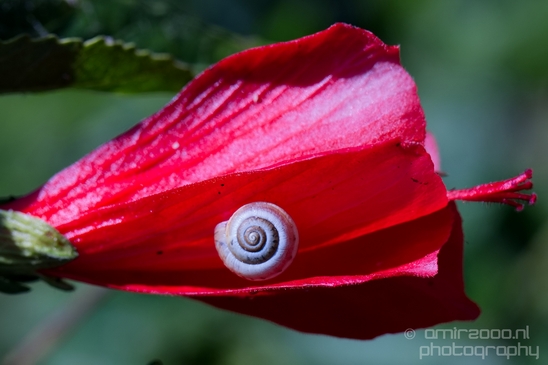 Snail_nature_macro_Photography_009_Canon_EOS_5D_Mark_IV.JPG