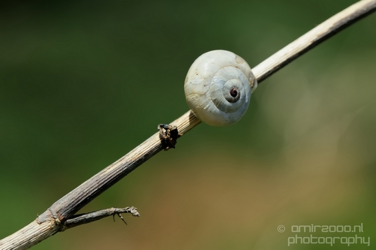 Snail_nature_macro_Photography_010_Canon_EOS_5D_Mark_IV.JPG