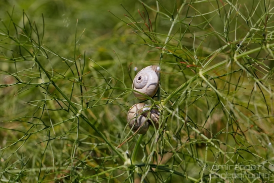 Snail_nature_macro_Photography_011_Canon_EOS_5D_Mark_IV.JPG