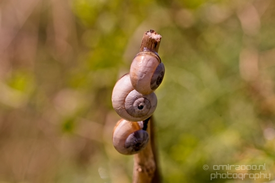 Snail_nature_macro_Photography_012_Canon_EOS_5D_Mark_IV.JPG