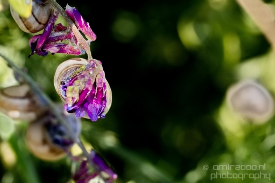 Snail_nature_macro_Photography_013_Canon_EOS_5D_Mark_IV.JPG