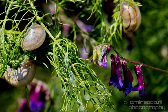 Snail_nature_macro_Photography_014_Canon_EOS_5D_Mark_IV.JPG