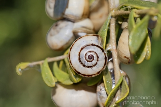 Snail_nature_macro_Photography_015_Canon_EOS_5D_Mark_IV.JPG