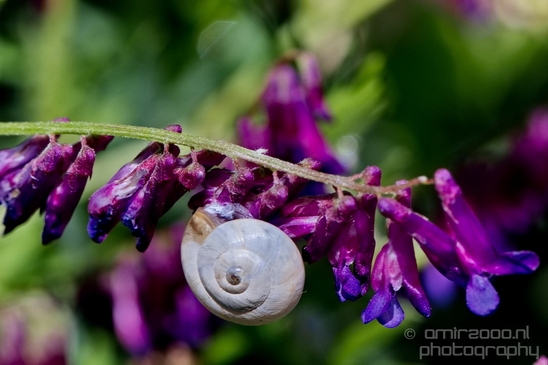 Snail_nature_macro_Photography_016_Canon_EOS_5D_Mark_IV.JPG