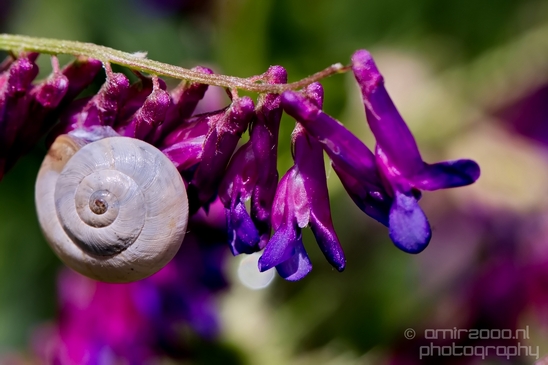 Snail_nature_macro_Photography_017_Canon_EOS_5D_Mark_IV.JPG