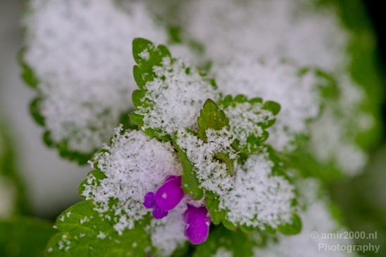 Snow_and_ice_nature_macro_winter_Photography_002_Canon_EOS_5D_Mark_IV.JPG