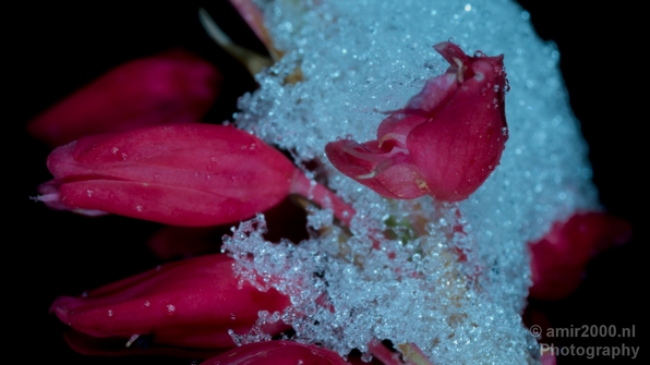 Snow_and_ice_nature_macro_winter_Photography_003_Canon_EOS_5D_Mark_IV.JPG
