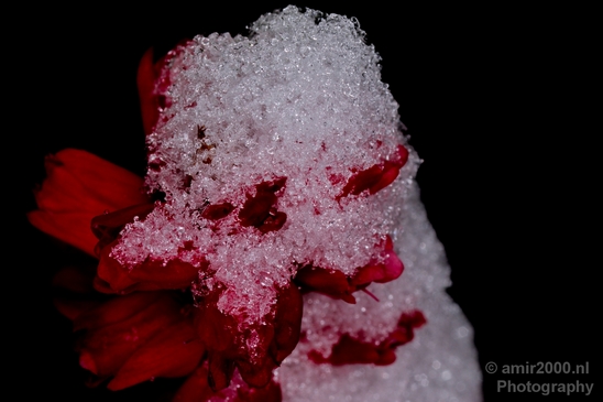 Snow_and_ice_nature_macro_winter_Photography_005_Canon_EOS_5D_Mark_IV.JPG