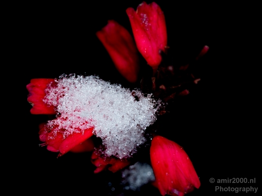 Snow_and_ice_nature_macro_winter_Photography_007_Canon_EOS_5D_Mark_IV.JPG