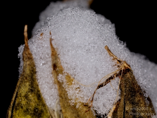 Snow_and_ice_nature_macro_winter_Photography_011_Canon_EOS_5D_Mark_IV.JPG