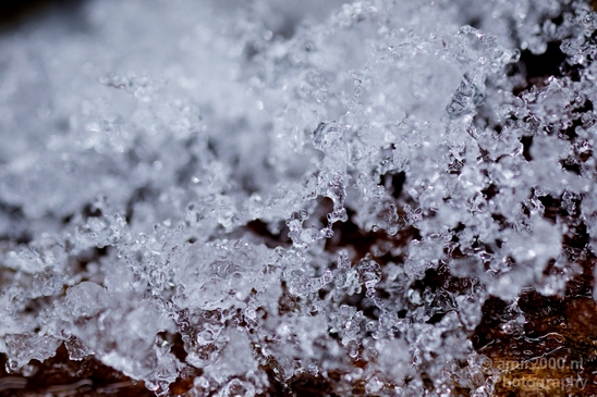 Snow_and_ice_nature_macro_winter_Photography_021_Canon_EOS_5D_Mark_IV.JPG